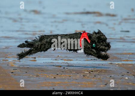 Southport, Merseyside, 03.31.2024  On a beautiful spring Easter Sunday a black dog has the best day ever as he plays on the beach on Southport seafront.  Credit: Cernan Elias/Ģ����ý Live News Stock Photo