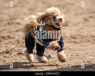 Cockapoodle, wearing Cocopup London Paddington Teddy Adjustable Neck Harness in Southport, Merseyside,  On a beautiful spring Easter Sunday a dog has the best day ever as he plays on the beach on Southport seafront.  Credit: Cernan Elias/Ģ����ý Live News Stock Photo