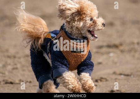 Cockapoodle, wearing Cocopup London Paddington Teddy Adjustable Neck Harness in Southport, Merseyside,  On a beautiful spring Easter Sunday a dog has the best day ever as he plays on the beach on Southport seafront.  Credit: Cernan Elias/Ģ����ý Live News Stock Photo
