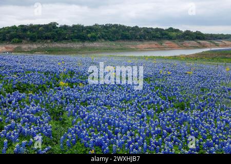 Muleshoe Bend, Spicewood, Texas, field of bluebonnets Stock Photo