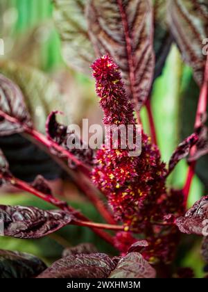 A vibrant red and purple flower amidst dark green leaves, showcasing intricate details and textures. Stock Photo