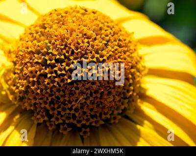 A vibrant yellow flower in full bloom, showcasing the intricate patterns of its brown center and the delicate texture of its petals. Stock Photo