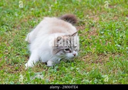 a ragdoll cat hunting in the garden Stock Photo