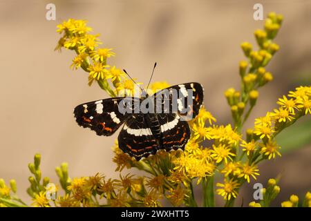 European map butterfly Araschnia levana, family Nymphalidae on flowers of Canadian goldenrod (Solidago Canadensis). Netherlands, September Stock Photo