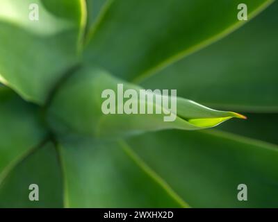 Dragon tree agave (Agave attenuata). This agave was deliberately taken out of focus and therefore this picture is very suitable as a background. Stock Photo