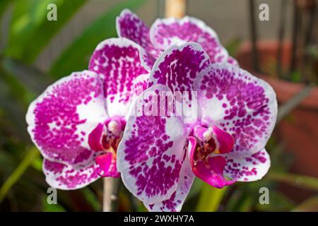Close-up of purple and white Phalaenopsis Aphrodite, more commonly known as moth or moon orchid, on a blurred background -08 Stock Photo