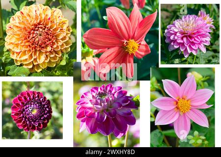 Set of photos of dahlia flowers. Collage. Stock Photo