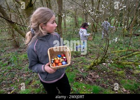Easter egg hunt children child girl with basket of chocolate Easter eggs  in Carmarthenshire Wales March garden 2024   UK Great Britain KATHY DEWITT Stock Photo