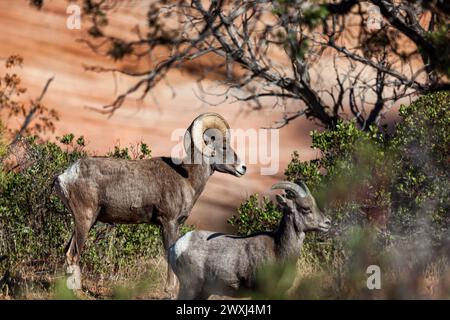 A mother and baby bighorn sheep looking into the distance in the afternoon sunshine at Zion National Park, Utah. Stock Photo