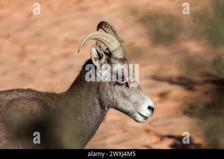 A close up profile of a young bighorn sheep in the afternoon sunshine at Zion National Park, Utah. Stock Photo