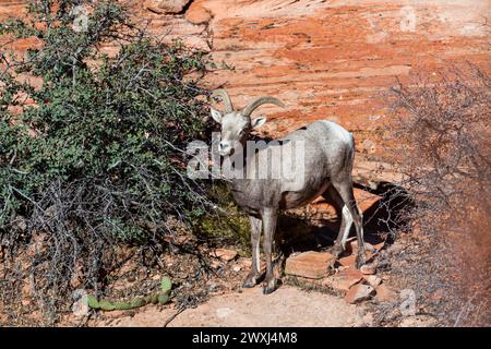 A young bighorn sheep eating leaves from a desert bush in the afternoon sunshine at Zion National Park, Utah. Stock Photo