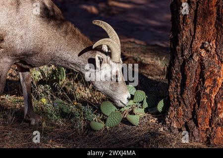 A young bighorn sheep eating leaves from a desert cactus in the afternoon sunshine at Zion National Park, Utah. Stock Photo