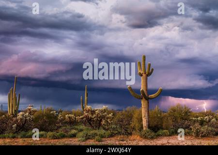 Scenic Sonoran Desert landscape with Saguaro cactus and dramatic storm clouds near Florence, Arizona Stock Photo