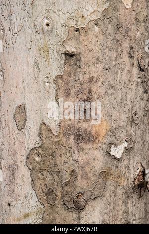 Platanus tree bark surface closeup as natural background Stock Photo