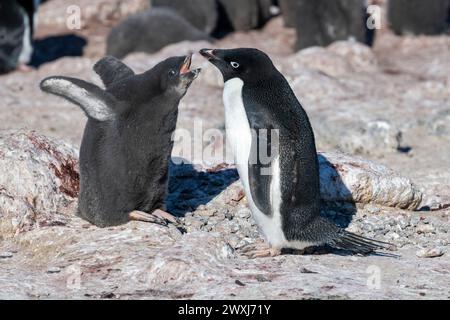 Antarctica, Ross Sea, Ross Island, Cape Royds. Adelie penguins (Pygoscelis adeliae) begging chick. Stock Photo