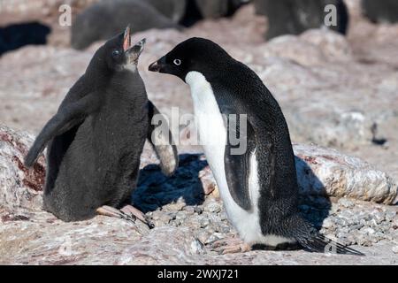 Antarctica, Ross Sea, Ross Island, Cape Royds. Adelie penguins (Pygoscelis adeliae) begging chick. Stock Photo