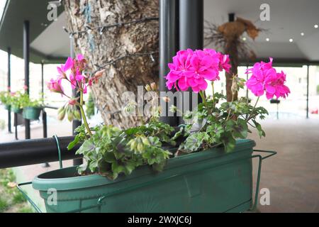 Magenta pink zonal geraniums in design. Pelargonium peltatum is species of pelargonium known by common names Pelargonium grandiflorum. Cranesbill or c Stock Photo