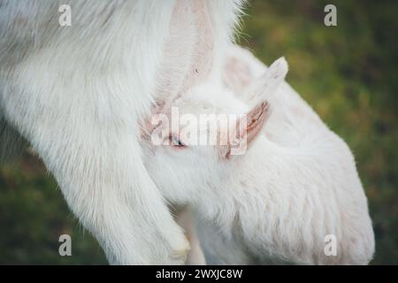 White goat kid drinking Stock Photo