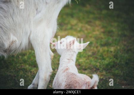 White goat kid drinking Stock Photo