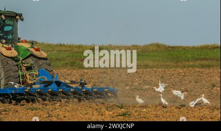 Cattle egrets catching insects behind the tractor in Portugal Stock Photo