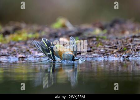 A common chaffinch (Fringilla coelebs) bathing in the water with its wings spread out, Hesse, Germany Stock Photo