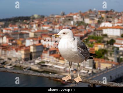 A close-up of a seagull white plumage and yellow beak in focus, with the picturesque Ribeira district in the background, Porto, Portugal Stock Photo