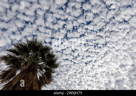 Palm tree and mackerel sky Stock Photo