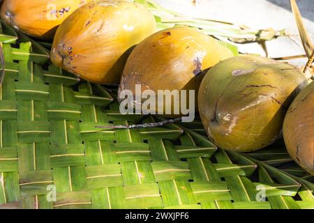 Yellow coconuts lay in a row on wicker rug made of fresh palm leaves Stock Photo