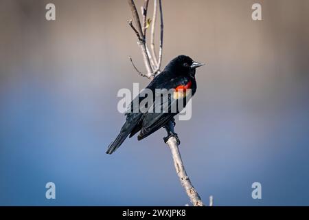 A Red Wing Blackbird resting on a leafless branch Stock Photo