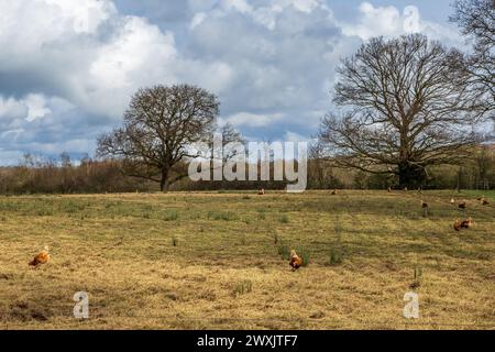 Free range chickens in a field in Sussex, on a sunny early spring day Stock Photo