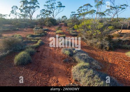 Typical Australian Outback red dirt track off the Trans Access Road, Nullarbor, Western Australia, WA, Australia Stock Photo