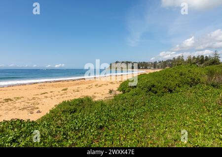 Green vegetation plants growing beside and along Newport Beach in Sydney, one of Sydney's famous northern beaches,Australia Stock Photo