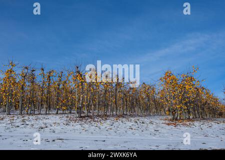 Orchard in Washington State under winter blue skies;  Golden yellow apples remain on trees while soil is covered with snow Stock Photo