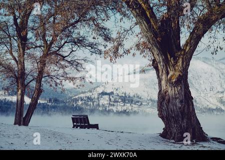 Bench - perfectly located to enjoy views of Lake Chelan - sits between two graceful trees in a snow-covered landscape Stock Photo