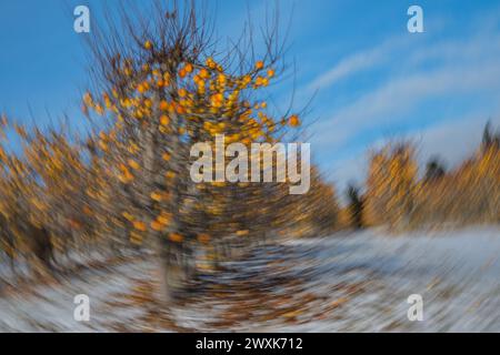 Yellow apples orchard in Washington State in winter.  Rotational camera movement (ICM) creates unique swirl pattern with apples and snow. Stock Photo