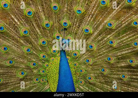An elegant male peacock in full display Stock Photo
