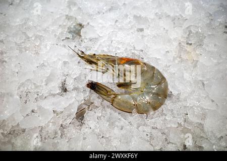 Udang, fresh shrimp, Littopenaeus vannamei, on the ice in the supermarket. Stock Photo