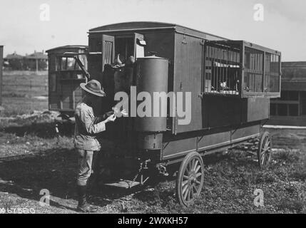 Pigeon Section, Signal Corps. Soldier handling a pigeon by a portable pigeon cage ca. probably 1917-1919 Stock Photo