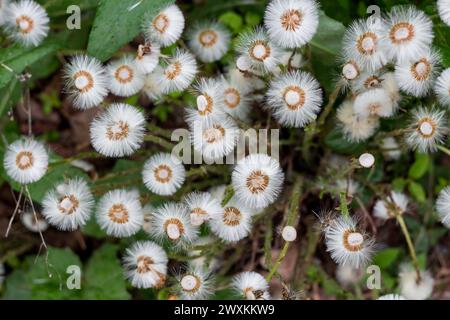 Tussilago farfara, commonly known as coltsfoot with seeds in may Stock Photo