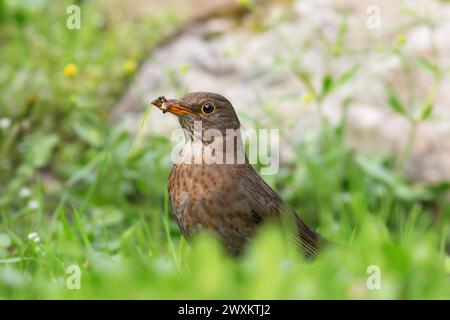 female blackbird foraging for food on lawn at the public urban park (Turdus merula); the bird managed to catch some worms Stock Photo