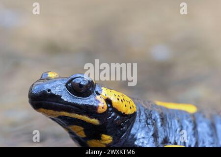 portrait of fire salamander in natural habitat (Salamandra salamandra) Stock Photo