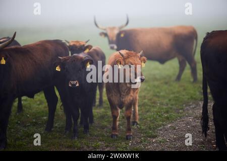 Multiple cattle standing in a misty field Stock Photo