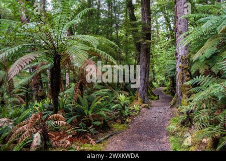 The Kepler Track winds its way through the forest of tree ferns and southern beeches, Te Anau, Southland Region, South Island, New Zealand Stock Photo