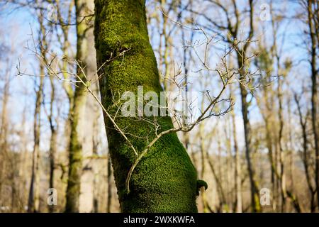 A moss-covered tree lying on the ground Stock Photo