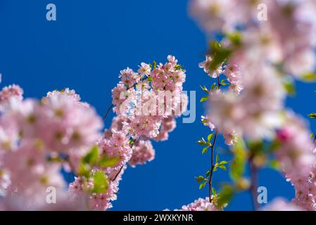 cherry branch with flowers against clear blue sky, blurred foreground, shot from below Stock Photo