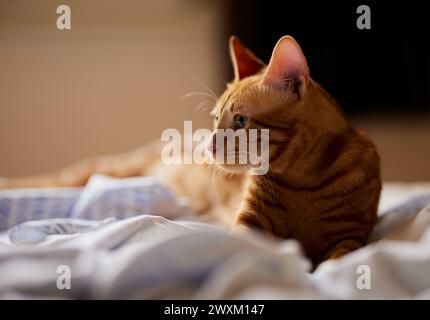 A striped yellow cat lounges on a bed, gazing elsewhere Stock Photo
