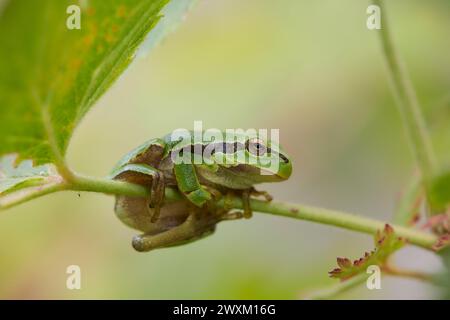 A frog perched on a branch amongst leaves Stock Photo