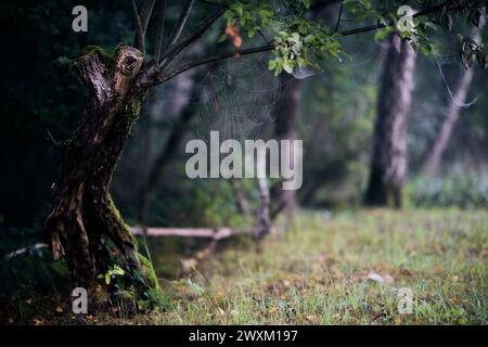 Spider web hanging from tree in forest Stock Photo