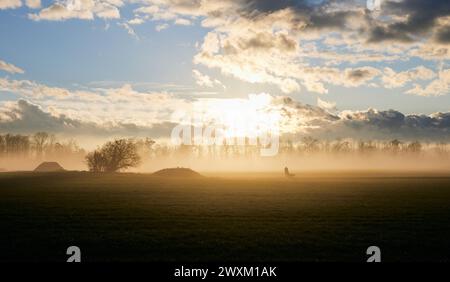 Sunset over cattle in misty fields Stock Photo