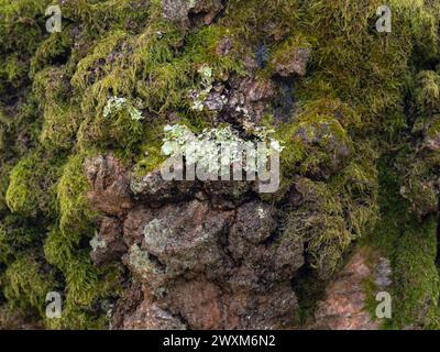 Tree Trunk Covered in Moss and Lichen Stock Photo